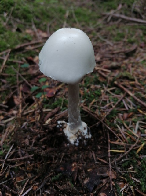 Amanita virosa