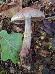 Cortinarius torvus