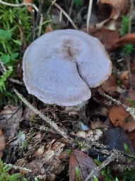 Cortinarius traganus