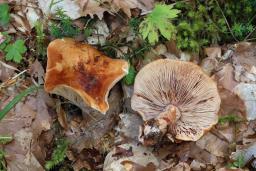 Lactarius rubrocinctus