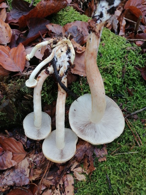 Hypholoma lateritium