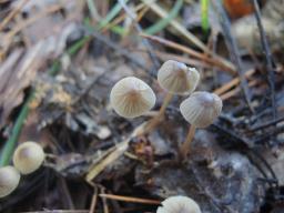 Mycena galopus var. galopus