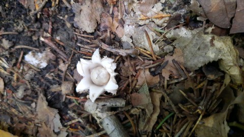 Geastrum fimbriatum