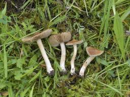 Inocybe fuscidula