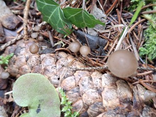 Strobilurus esculentus