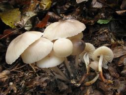 Marasmius torquescens