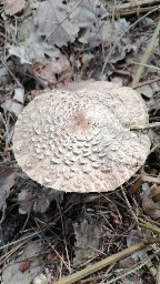 Chlorophyllum olivieri