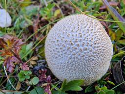 Lycoperdon frigidum