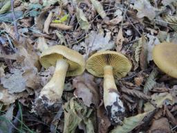 Cortinarius cotoneus