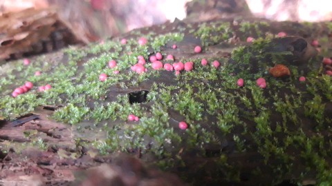 Lycogala exiguum