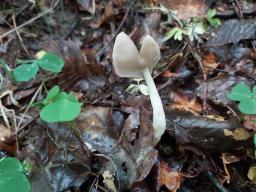 Helvella elastica