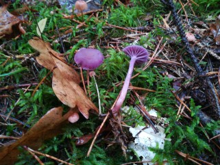 Laccaria amethystina