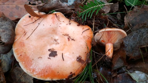 Lactarius salmonicolor