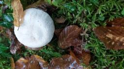 Agaricus sylvicola