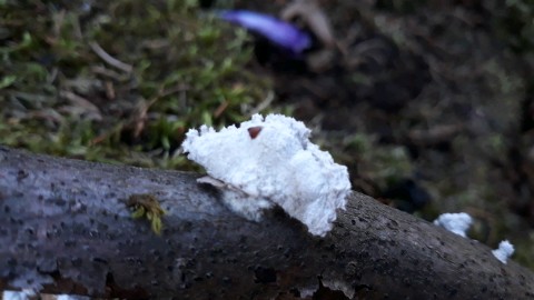 Schizophyllum commune