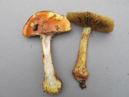 Calonarius elegantissimus