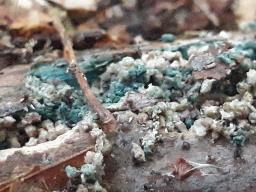 Chlorociboria aeruginascens