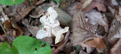 Helvella crispa