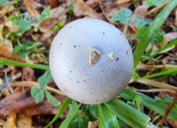 Amanita huijsmanii