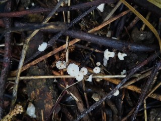 Marasmius rotula