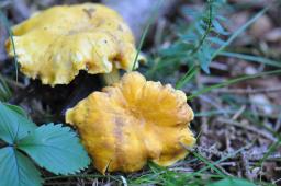 Cantharellus amethysteus