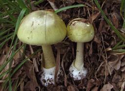 Amanita phalloides