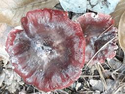 Russula paludosa