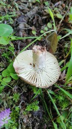 Russula nigricans