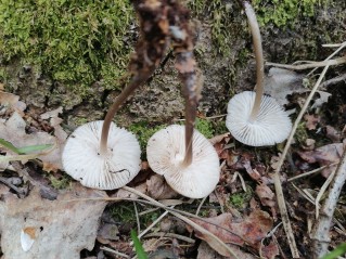 Mycena inclinata