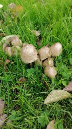 Coprinopsis atramentaria