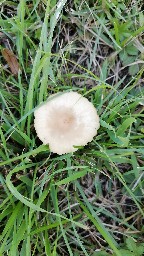 Marasmius oreades