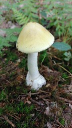 Amanita phalloides