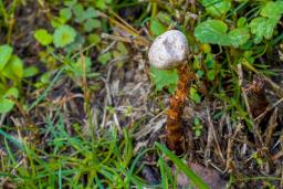 Tulostoma winterhoffii