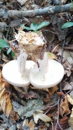 Clitocybe nebularis