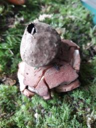 Geastrum rufescens