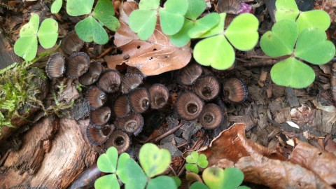 Cyathus striatus