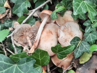 Gymnopus fusipes