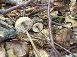 Mycetinis alliaceus