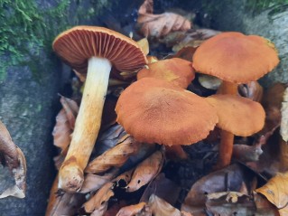 Cortinarius orellanus