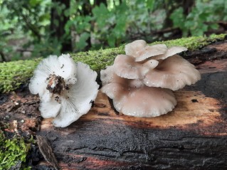 Pleurotus pulmonarius