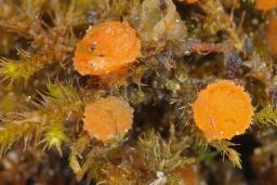 Lamprospora wrightii