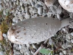 Coprinus comatus