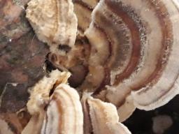 Trametes ochracea