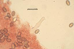 Psathyrella clivensis