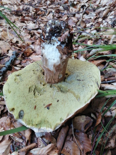Boletus edulis