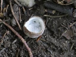 Hypomyces stephanomatis