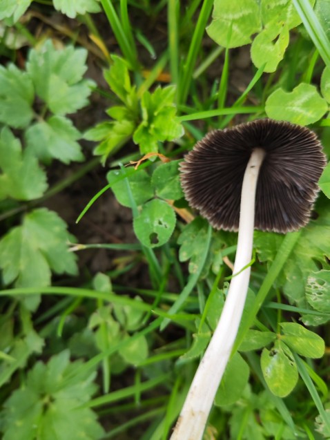 Coprinellus micaceus