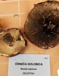 Russula nigricans