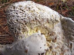 Hypomyces chrysospermus