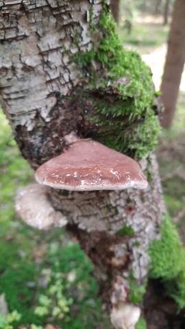 Fomitopsis betulina